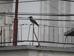 Corvus cornix