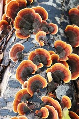 Stereum insignitum
