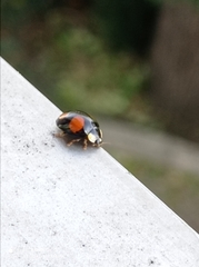Harmonia axyridis