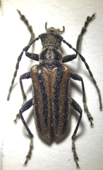 Brachysomida bivittata
