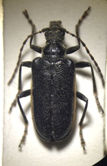 Brachysomida bivittata