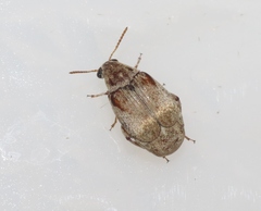 Algarobius prosopis