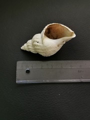 Buccinidae