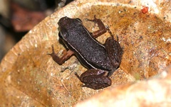 Silverstoneia flotator