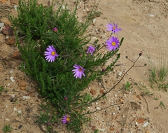 Senecio multibracteatus