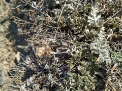 Psephellus declinatus