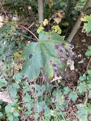 Acer pseudoplatanus