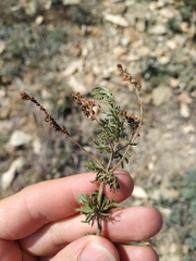 Veronica multifida