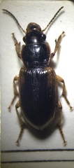 Anisodactylus discoideus