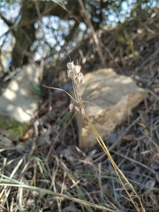 Allium flavum tauricum