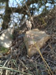 Allium flavum tauricum