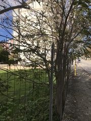 Ailanthus altissima