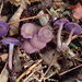 紫蠟蘑 - Photo 由 Christian Berg 所上傳的 (c) Christian Berg，保留部份權利CC BY