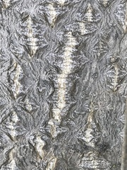 Ailanthus altissima