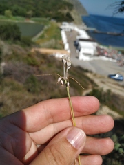 Allium flavum tauricum