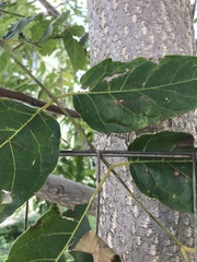 Ailanthus altissima
