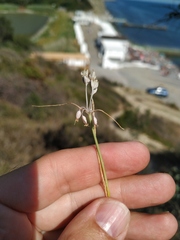 Allium flavum tauricum