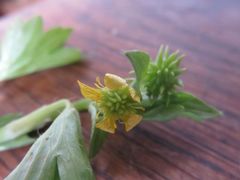 Waldsteinia ternata
