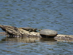 Apalone spinifera spinifera