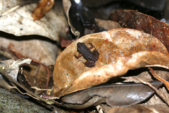 Silverstoneia flotator