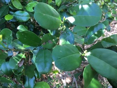 Erythroxylum coffeifolium