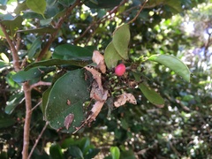 Erythroxylum coffeifolium