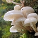 Porcelain Mushroom - Photo (c) Lisa Schwarz, some rights reserved (CC BY-NC), uploaded by Lisa Schwarz