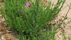 Senecio multibracteatus
