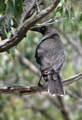 Strepera versicolor melanoptera