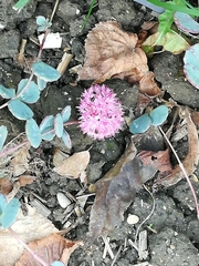 Hylotelephium sieboldii