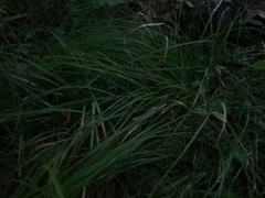 Carex pensylvanica