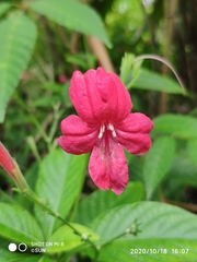 Ruellia rosea