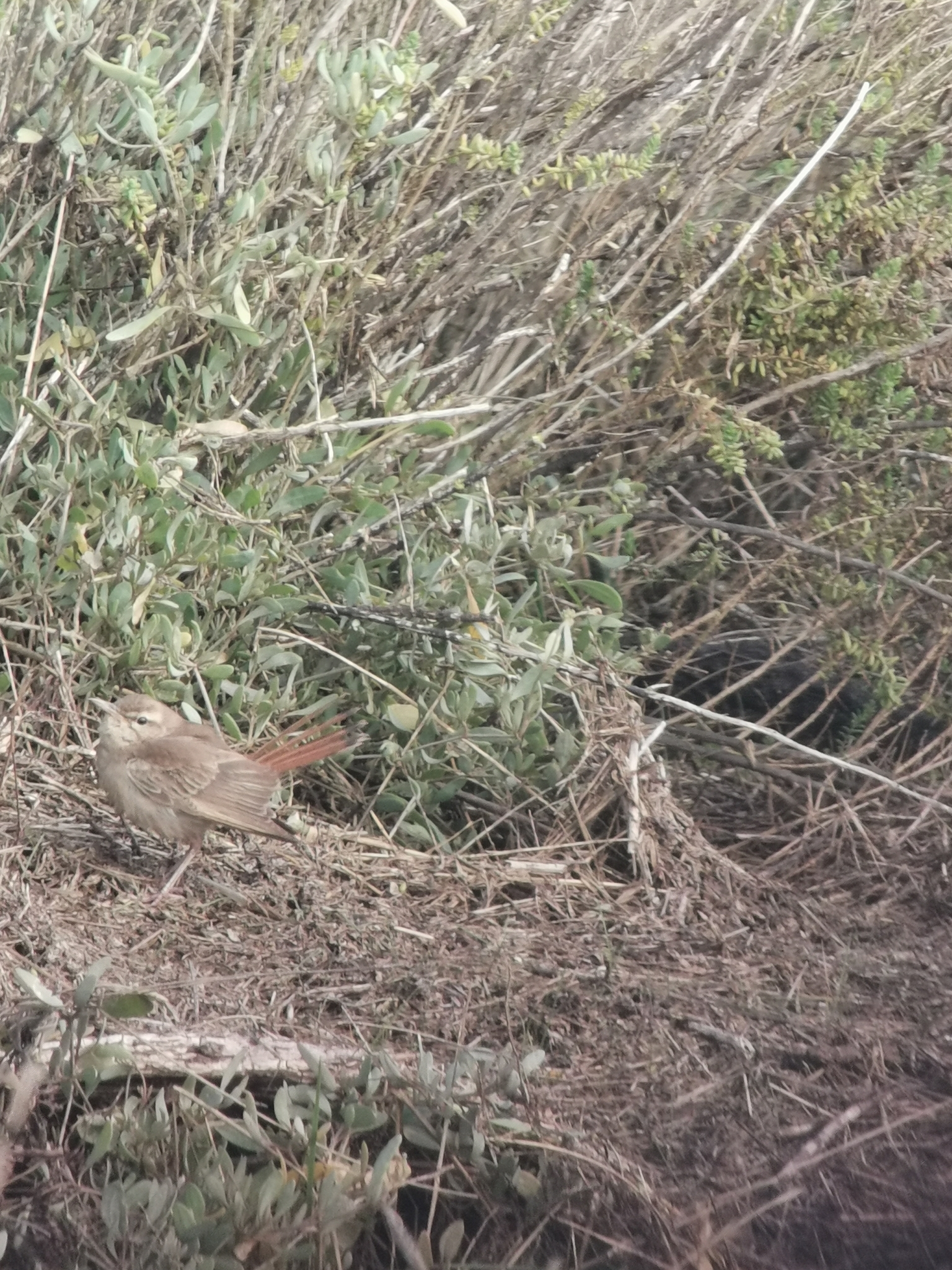Rufous-tailed Scrub Robin