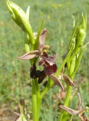 Ophrys × pietzschii