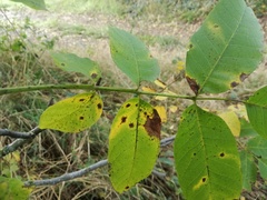 Ophiognomonia leptostyla