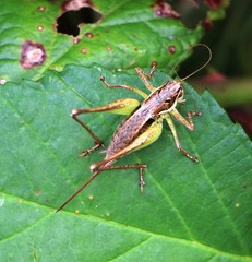 Pachytrachis gracilis