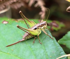 Pachytrachis gracilis