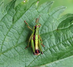 Odontopodisma schmidtii