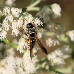 Myzinum carolinianum