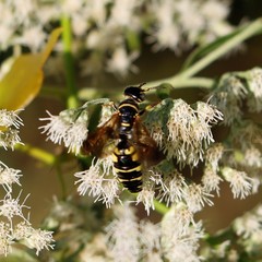 Myzinum carolinianum