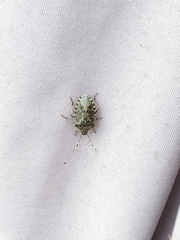 Rhaphigaster nebulosa