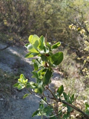 Lonicera etrusca