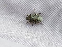 Rhaphigaster nebulosa