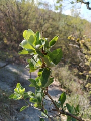 Lonicera etrusca