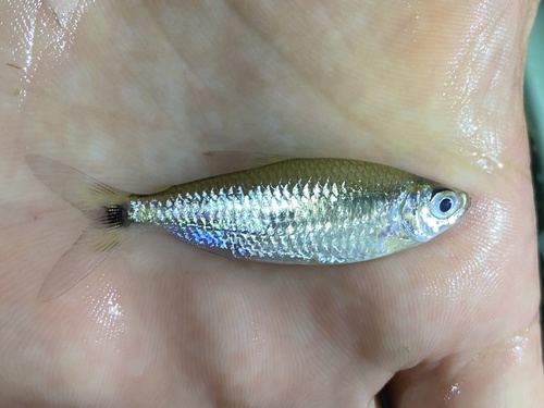 Intermediate robber (Brycinus intermedius) — Alestidae