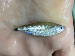 Bryconalestes intermedius