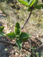 Lonicera etrusca