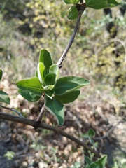 Lonicera etrusca