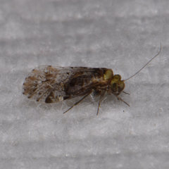 Trichadenotecnum majus