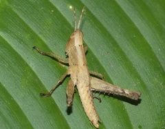 Maculiparia